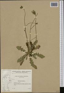 Hypochaeris radicata L., Western Europe (EUR) (Denmark)