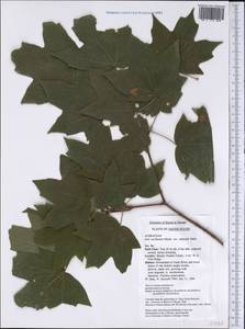 Acer saccharum var. schneckii Rehder, America (AMER) (United States)