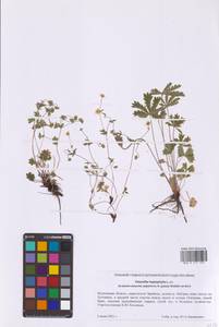 Potentilla heptaphylla L., Eastern Europe, Moscow region (E4a) (Russia)