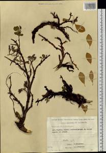 Salix sphenophylla A. K. Skvortsov, Siberia, Chukotka & Kamchatka (S7) (Russia)
