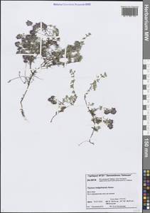 Thymus indigirkensis Karav., Siberia, Central Siberia (S3) (Russia)