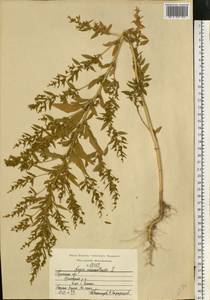Axyris amaranthoides L., Eastern Europe, Central region (E4) (Russia)