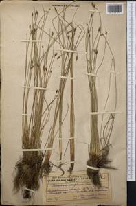Eleocharis uniglumis (Link) Schult., Middle Asia, Caspian Ustyurt & Northern Aralia (M8) (Kazakhstan)