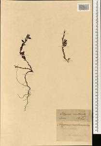 Polygonum maritimum L., South Asia, South Asia (Asia outside ex-Soviet states and Mongolia) (ASIA) (Philippines)