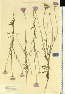 Xeranthemum annuum L., Eastern Europe, South Ukrainian region (E12) (Ukraine)