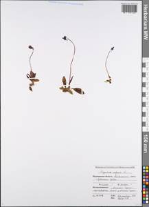 Pinguicula alpina L., Eastern Europe, Northern region (E1) (Russia)