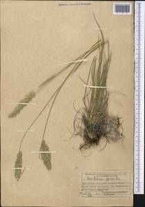 Koeleria pyramidata (Lam.) P.Beauv., Middle Asia, Muyunkumy, Balkhash & Betpak-Dala (M9) (Kazakhstan)