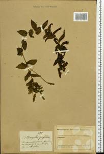 Potamogeton perfoliatus L., Siberia, Altai & Sayany Mountains (S2) (Russia)