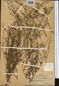 Microparacaryum intermedium subsp. intermedium, Middle Asia, Pamir & Pamiro-Alai (M2) (Tajikistan)