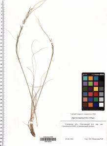 Stipa lessingiana Trin. & Rupr., Eastern Europe, Middle Volga region (E8) (Russia)
