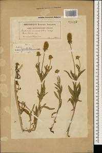 Lomelosia micrantha (Desf.) Greuter & Burdet, Caucasus, Georgia (K4) (Georgia)