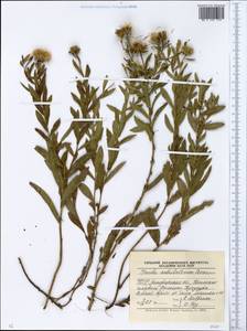 Pentanema sabuletorum (Czern. ex Lavrenko) G. V. Boiko & Korniy., Eastern Europe, South Ukrainian region (E12) (Ukraine)