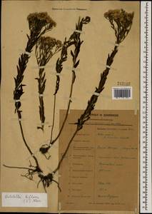 Galatella biflora (L.) Nees, Caucasus, North Ossetia, Ingushetia & Chechnya (K1c) (Russia)
