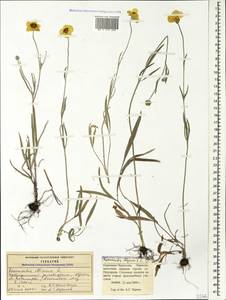 Ranunculus illyricus L., Caucasus, Stavropol Krai, Karachay-Cherkessia & Kabardino-Balkaria (K1b) (Russia)