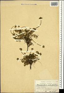 Chamaesciadium acaule (M. Bieb.) Boiss., Caucasus, North Ossetia, Ingushetia & Chechnya (K1c) (Russia)