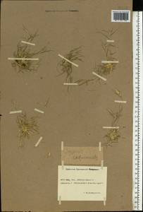 Sporobolus schoenoides (L.) P.M.Peterson, Eastern Europe, Rostov Oblast (E12a) (Russia)