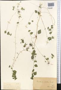 Parietaria micrantha Ledeb., Middle Asia, Dzungarian Alatau & Tarbagatai (M5) (Kazakhstan)