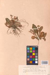 Primula vulgaris Huds., Eastern Europe, West Ukrainian region (E13) (Ukraine)