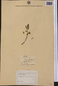 Prunus pumila L., America (AMER) (Canada)