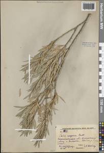 Salix caspica Pall., Eastern Europe, Lower Volga region (E9) (Russia)