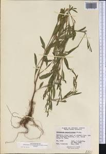 Polygonum ramosissimum Michx., America (AMER) (Canada)