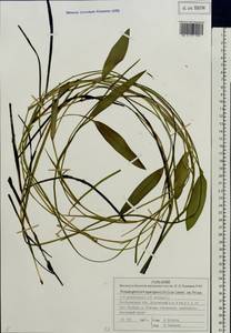 Potamogeton × sparganiifolius Laest. ex Fr., Eastern Europe, Central forest region (E5) (Russia)