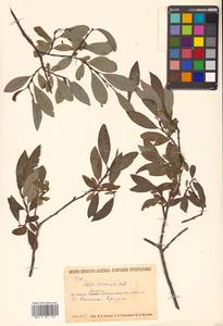 Salix divaricata Pall., Siberia, Baikal & Transbaikal region (S4) (Russia)