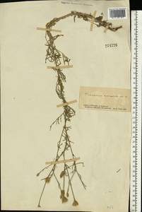 Centaurea arenaria M. Bieb. ex Willd., Eastern Europe, South Ukrainian region (E12) (Ukraine)