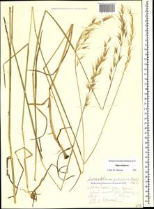 Avenula pubescens (Huds.) Dumort., Caucasus, Stavropol Krai, Karachay-Cherkessia & Kabardino-Balkaria (K1b) (Russia)