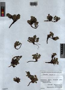 Potentilla acaulis L., Siberia, Altai & Sayany Mountains (S2) (Russia)