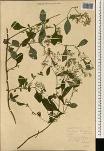 Lactuca raddeana Maxim., South Asia, South Asia (Asia outside ex-Soviet states and Mongolia) (ASIA) (North Korea)