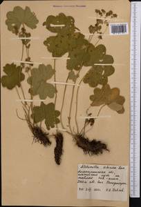 Alchemilla sibirica Zämelis, Middle Asia, Northern & Central Tian Shan (M4) (Kazakhstan)