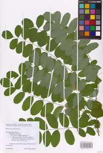 Robinia pseudoacacia L., Eastern Europe, Central forest-and-steppe region (E6) (Russia)