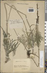 Jurinea ledebourii Bunge, Eastern Europe, Rostov Oblast (E12a) (Russia)