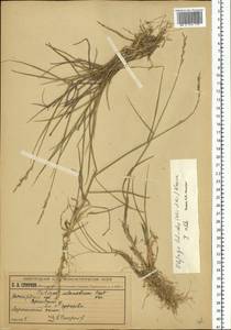 Elymus lolioides (P.Candargy) Melderis, Eastern Europe, Volga-Kama region (E7) (Russia)