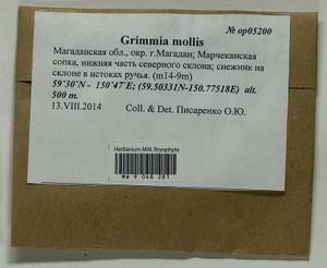 Grimmia mollis Bruch & Schimp., Bryophytes, Bryophytes - Chukotka & Kamchatka (B21) (Russia)