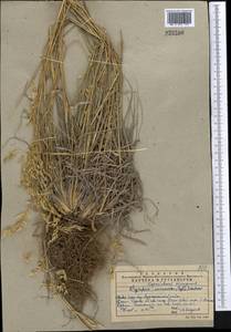 Piptatherum songaricum (Trin. & Rupr.) Roshev., Middle Asia, Western Tian Shan & Karatau (M3) (Kazakhstan)