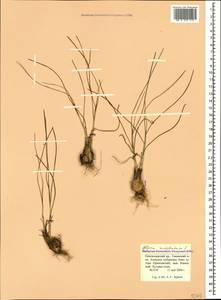 Allium moschatum L., Caucasus, Krasnodar Krai & Adygea (K1a) (Russia)