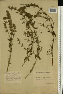 Hyssopus officinalis L., Eastern Europe, Rostov Oblast (E12a) (Russia)