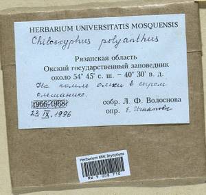 Chiloscyphus polyanthos (L.) Corda, Bryophytes, Bryophytes - Middle Russia (B6) (Russia)