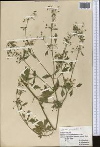 Apium graveolens L., Middle Asia, Pamir & Pamiro-Alai (M2) (Uzbekistan)