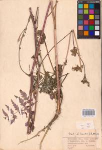 Seseli libanotis (L.) W.D.J.Koch, Eastern Europe, Middle Volga region (E8) (Russia)