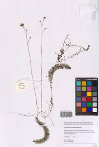 Utricularia intermedia Hayne, Eastern Europe, North-Western region (E2) (Russia)