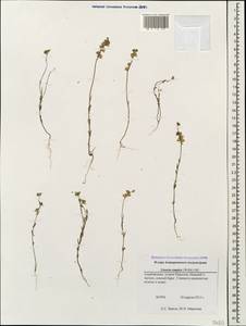 Linaria simplex (Willd.) DC., Caucasus, Azerbaijan (K6) (Azerbaijan)