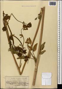 Opopanax persicus Boiss., Caucasus, Armenia (K5) (Armenia)