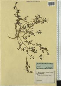 Chenopodium vulvaria L., Western Europe (EUR) (Slovakia)