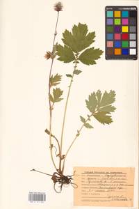 Geum rivale L., Eastern Europe, Central region (E4) (Russia)