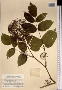 Aralia cordata Thunb., Siberia, Russian Far East (S6) (Russia)