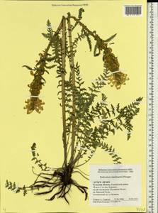 Pedicularis kaufmannii Pinzger, Eastern Europe, Central region (E4) (Russia)