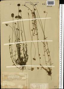 Jasione montana L., Eastern Europe, Western region (E3) (Russia)